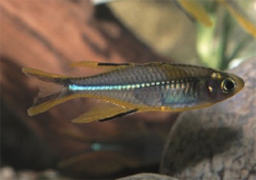 Telmatherina ladiges  Celebes zeilvis 4